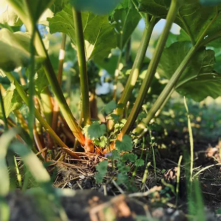 Bed & Breakfast Karma House Goscienczyce 4*