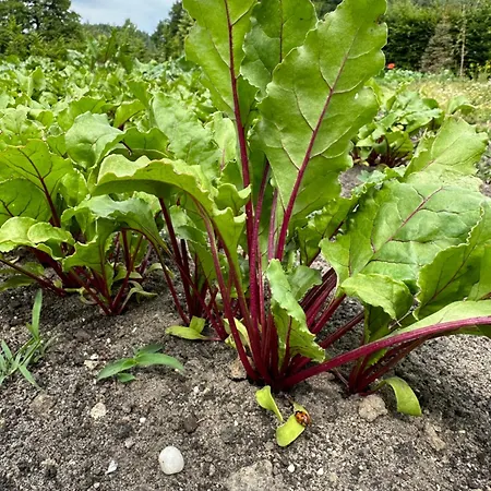 Karma House Goscienczyce Oda ve Kahvaltı 4*