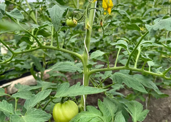 Karma House Goscienczyce Nocleg ze śniadaniem 4*