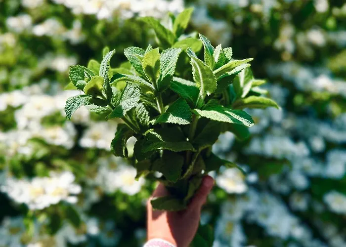 Karma House Goscienczyce 4* Grojec (Masovia)