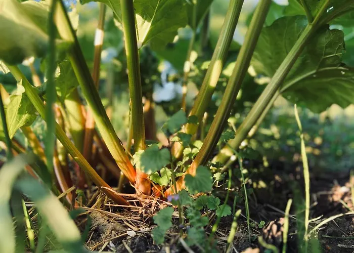 Nocleg ze śniadaniem Karma House Goscienczyce 4*