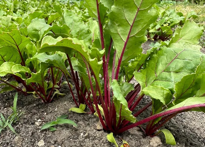 Karma House Goscienczyce Nocleg ze śniadaniem 4*