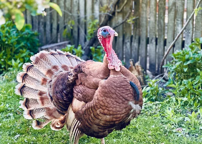 Nocleg ze śniadaniem Karma House Goscienczyce 4*